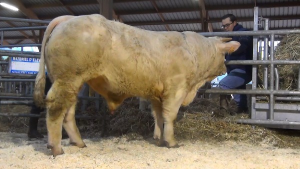 reproducteur charolais inscrit NAPOLEON