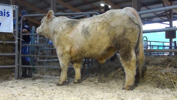 reproducteur charolais inscrit NOIRO