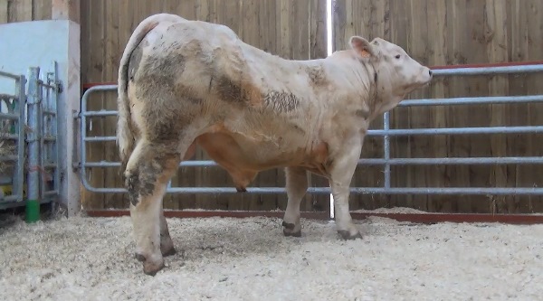 reproducteur charolais inscrit NEIGEUX