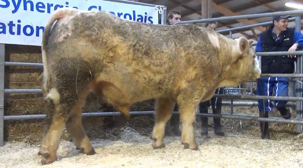 reproducteur charolais inscrit NAPOLEON