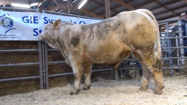 reproducteur charolais inscrit NIRVANA