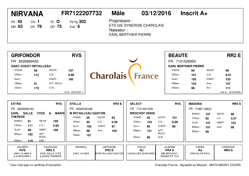 genealogie taureau charolais NIRVANA