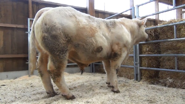 reproducteur charolais inscrit ORION