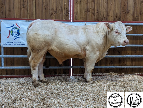 reproducteur charolais inscrit ULYSS