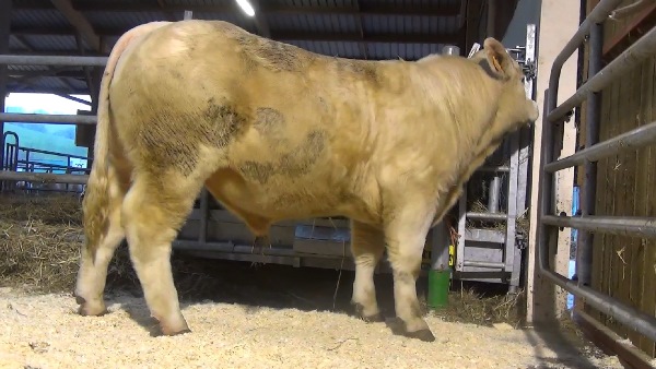 reproducteur charolais inscrit NATUREL