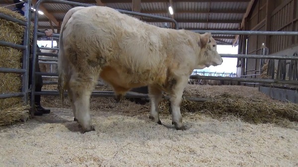 reproducteur charolais inscrit OEILLET