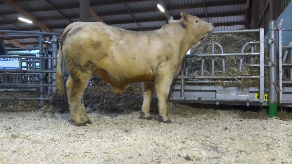reproducteur charolais inscrit NATHAN