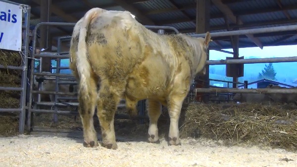 reproducteur charolais inscrit NEVADA