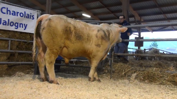 reproducteur charolais inscrit NIKE