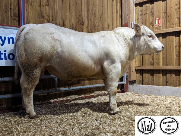 reproducteur charolais inscrit UPERCUT