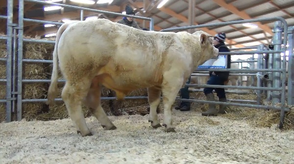 reproducteur charolais inscrit OISEAU