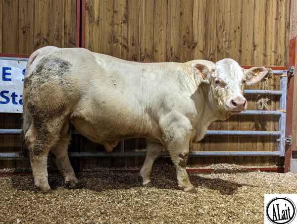 reproducteur charolais inscrit TOPSIDE