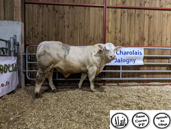 reproducteur charolais inscrit TOMY
