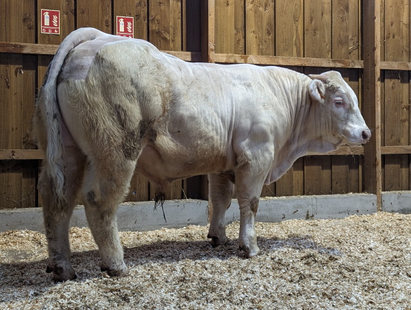 reproducteur charolais inscrit UISTITI