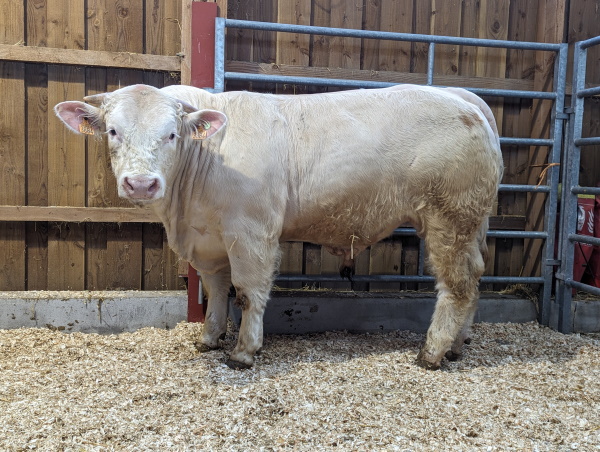 reproducteur charolais inscrit UBARIK