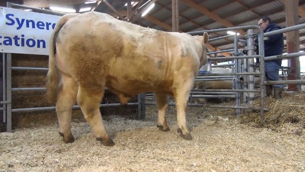 reproducteur charolais inscrit MAGNY