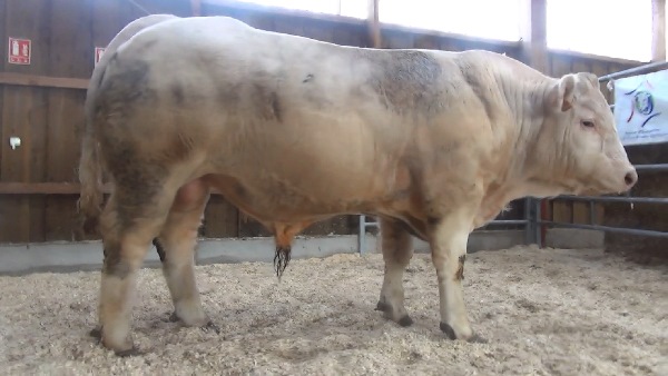 reproducteur charolais inscrit NAVRANT