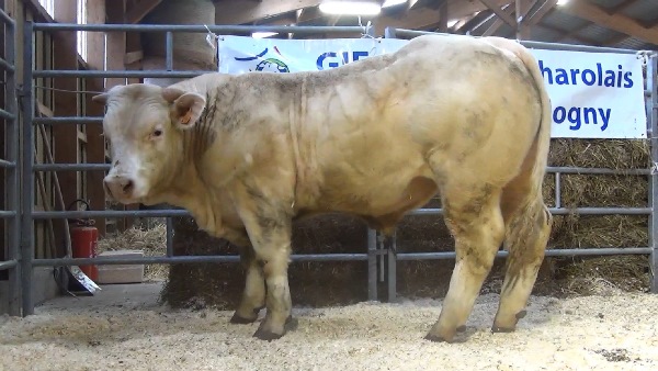 reproducteur charolais inscrit MARTIN