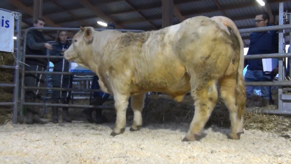 reproducteur charolais inscrit NEWTON