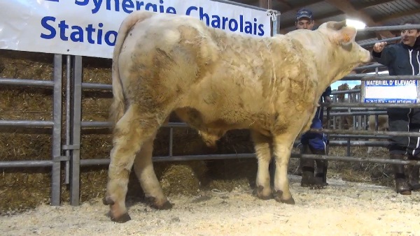 reproducteur charolais inscrit NOBELIX