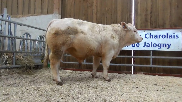 reproducteur charolais inscrit OEILLET SC