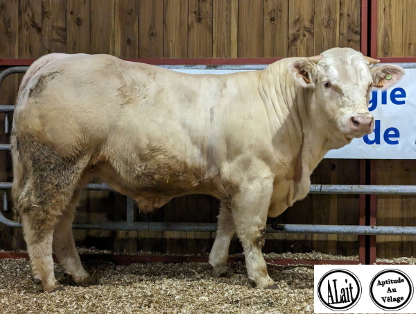 reproducteur charolais inscrit TROPICO