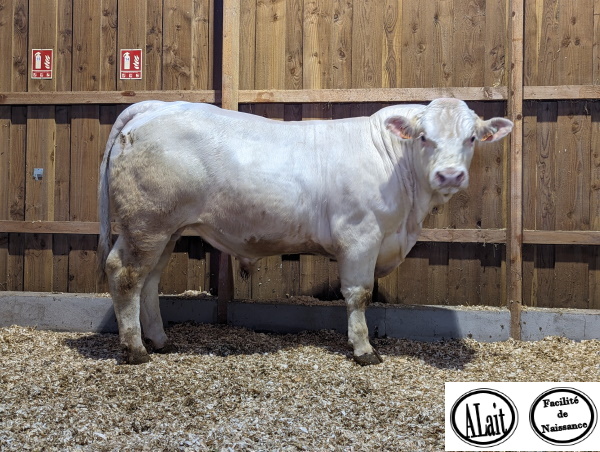 reproducteur charolais inscrit UNICEF