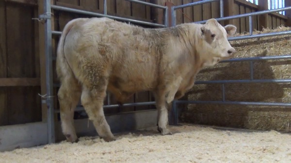 reproducteur charolais inscrit OVNI