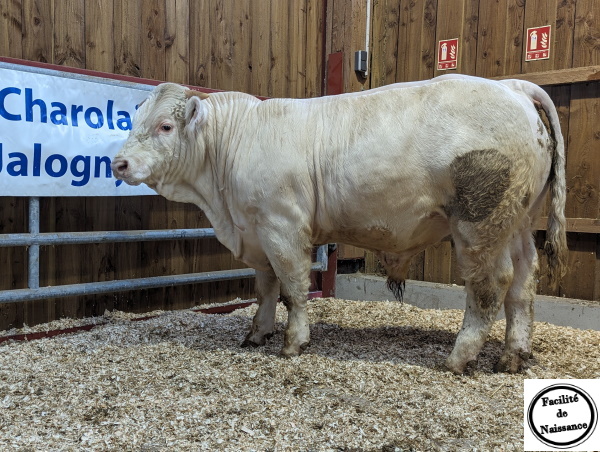reproducteur charolais inscrit USUFRUIT