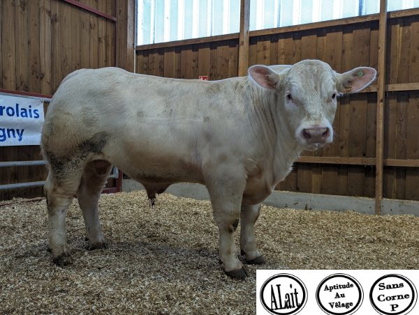 reproducteur charolais inscrit ULBERTO