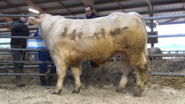 reproducteur charolais inscrit MATRIX