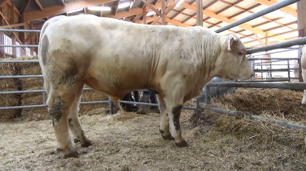 reproducteur charolais inscrit NAPOLITAIN