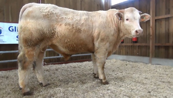 reproducteur charolais inscrit NEWYORK