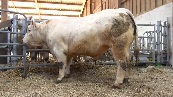 reproducteur charolais inscrit OMER