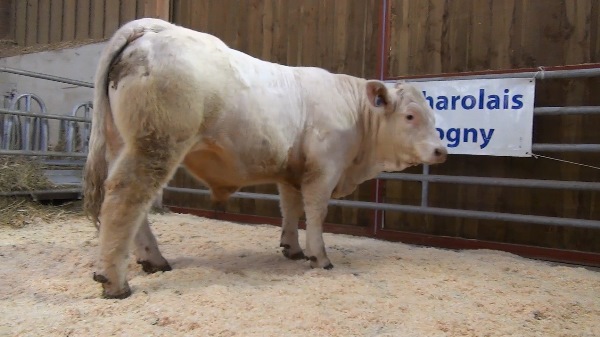 reproducteur charolais inscrit OPIUM