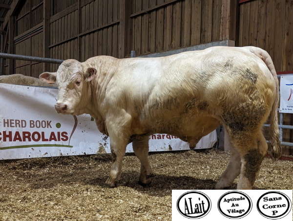 reproducteur charolais inscrit TAHITIEN P