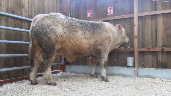 reproducteur charolais inscrit MORPION
