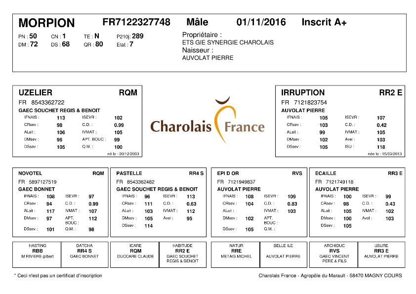 genealogie taureau charolais MORPION