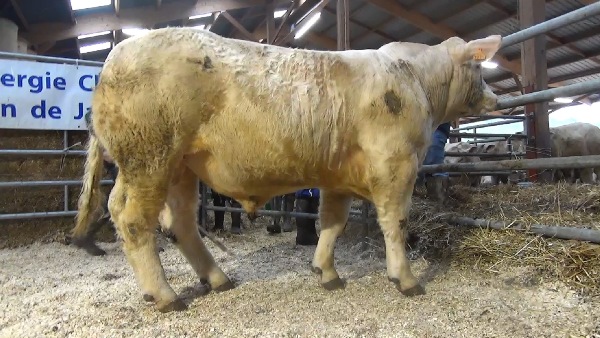reproducteur charolais inscrit MUSTANG