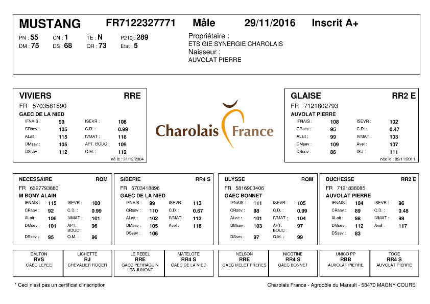 genealogie taureau charolais MUSTANG