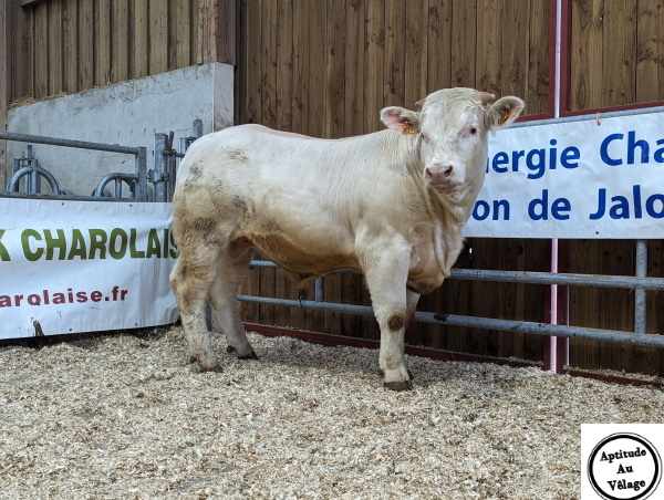 reproducteur charolais inscrit ULYSSE