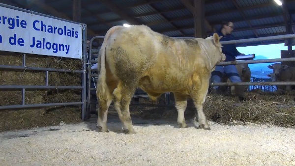 reproducteur charolais inscrit NEWDELHI