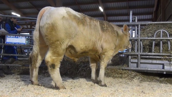 reproducteur charolais inscrit NOTABLE
