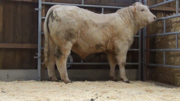 reproducteur charolais inscrit OURAGAN