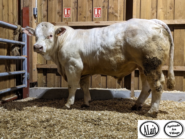 reproducteur charolais inscrit TITAN