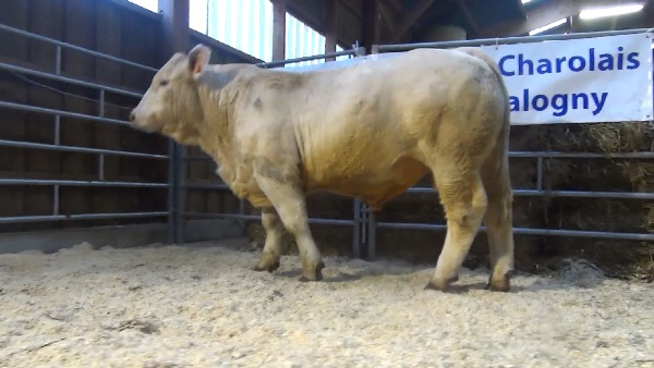 reproducteur charolais inscrit NEK