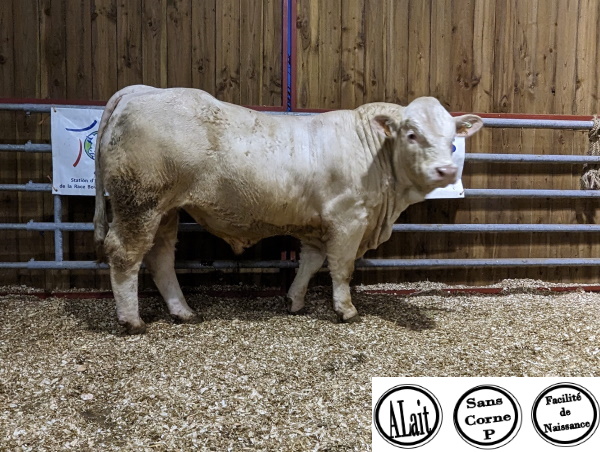 reproducteur charolais inscrit UGENI