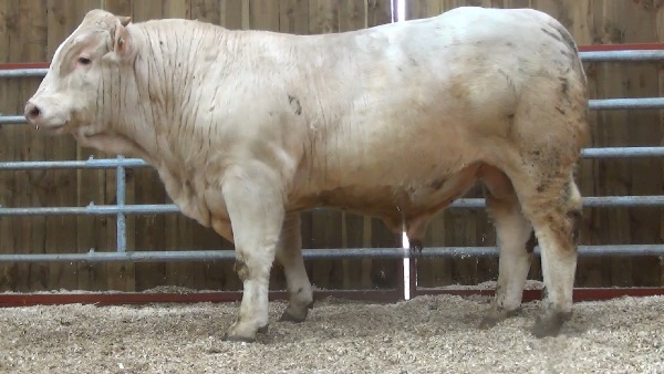 reproducteur charolais inscrit MARADONA