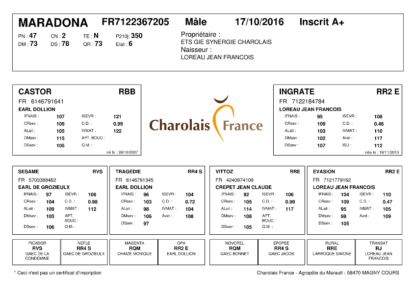 genealogie taureau charolais MARADONA
