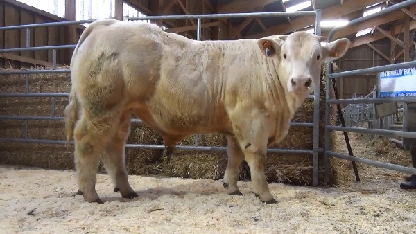 reproducteur charolais inscrit NAUTILUS